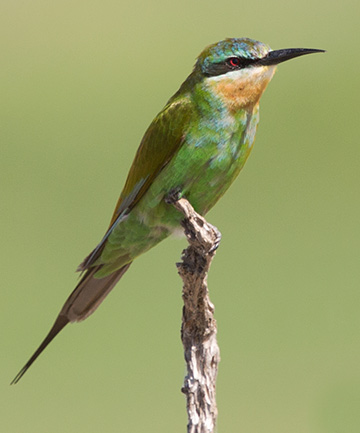 Blue-cheeked Bee-eater